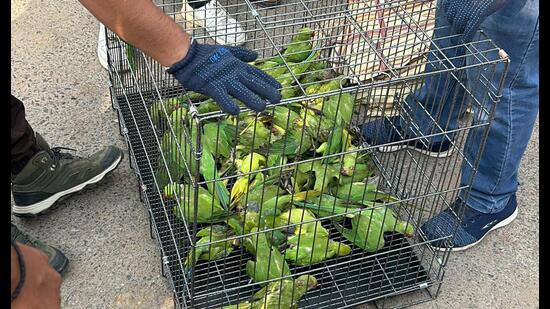 The rescued birds. (Forest and Wildlife departments)