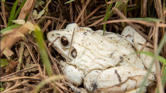 These abnormalities are caused by genetic factors. But sometimes these can also be linked to external factors such as disease, background colour, temperature, moisture, pollution and food availability, experts said. (HT Photo)