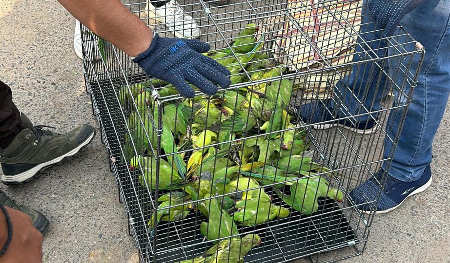 700 birds, mostly parakeets, rescued from Old Delhi Market | Latest News Delhi