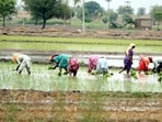 Agriculture (HT file) Agriculture (HT file)
