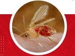 Chandipura virus behind Gujarat AES deaths: Watch out for these signs and symptoms amid health alert (Photo by Twitter/AmdavadAMC) Chandipura virus behind Gujarat AES deaths: Watch out for these signs and symptoms amid health alert (Photo by Twitter/AmdavadAMC)