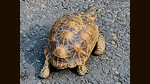 The Star tortoise crossing the Sector 9 road. (Lalit Mohan Bansal) The Star tortoise crossing the Sector 9 road. (Lalit Mohan Bansal)