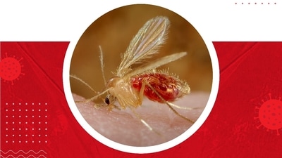 Chandipura virus behind Gujarat AES deaths: Watch out for these signs and symptoms amid health alert (Photo by Twitter/AmdavadAMC) Chandipura virus behind Gujarat AES deaths: Watch out for these signs and symptoms amid health alert (Photo by Twitter/AmdavadAMC)