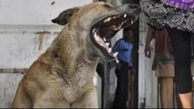 Mohali deputy commissioner Aashika Jain, meanwhile, ordered an enquiry into the incident led by Kharar municipal council executive officer and officials of the animal husbandry department. (HT File) Mohali deputy commissioner Aashika Jain, meanwhile, ordered an enquiry into the incident led by Kharar municipal council executive officer and officials of the animal husbandry department. (HT File)