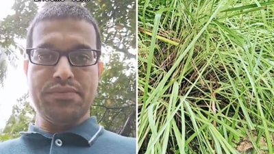 Shrinidhi Hande's 'grass hack' for saving income tax is viral (Instagram/@enidhi) Shrinidhi Hande's 'grass hack' for saving income tax is viral (Instagram/@enidhi)