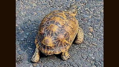 The Star tortoise crossing the Sector 9 road. (Lalit Mohan Bansal) The Star tortoise crossing the Sector 9 road. (Lalit Mohan Bansal)