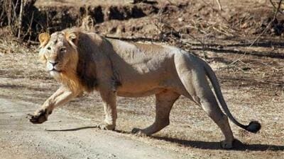 The lions in Gujarat are spread in 30,000 square kilometers, termed the Asiatic Lion Landscape. (Representational image) The lions in Gujarat are spread in 30,000 square kilometers, termed the Asiatic Lion Landscape. (Representational image)