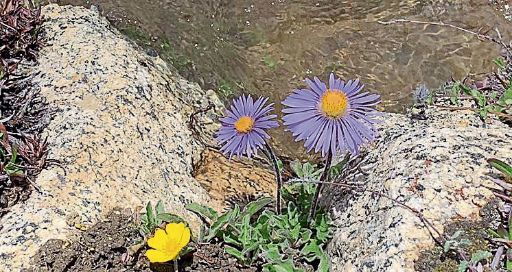 Lilac flowers of Alpine aster bloom along a brook of the Khalubar ridge, Batalik LoC. (Vikram Jit Singh) Lilac flowers of Alpine aster bloom along a brook of the Khalubar ridge, Batalik LoC. (Vikram Jit Singh)
