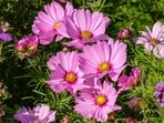 cosmos cosmos