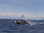 The attack by the killer whale went on for two hours. The attack by the killer whale went on for two hours.