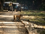 Tiger spotting in the wild is a surreal bucket list moment. (Unsplash) Tiger spotting in the wild is a surreal bucket list moment. (Unsplash)