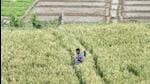 Last month, the authority’s efforts to buy land in 21 villages at the current rate were unsuccessful as farmers did not agree to sell. (HT Archive) Last month, the authority’s efforts to buy land in 21 villages at the current rate were unsuccessful as farmers did not agree to sell. (HT Archive)