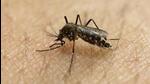 Zika virus in pregnant women can cause congenital microcephaly, Guillain-Barre syndrome and other neurological complications, said officials. (REPRESENTATIVE PHOTO) Zika virus in pregnant women can cause congenital microcephaly, Guillain-Barre syndrome and other neurological complications, said officials. (REPRESENTATIVE PHOTO)