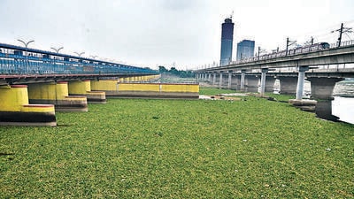 The Yamuna filled with water hyacinth at Kalindi Kunj, as seen on July 18. (Sunil Ghosh/HT photo) The Yamuna filled with water hyacinth at Kalindi Kunj, as seen on July 18. (Sunil Ghosh/HT photo)