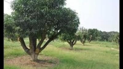 The goal of the residents is to propose a change in the development plan of Sector 20, Panchkula, emphasising the preservation of the orchard as an open space. (HT Photo) The goal of the residents is to propose a change in the development plan of Sector 20, Panchkula, emphasising the preservation of the orchard as an open space. (HT Photo)