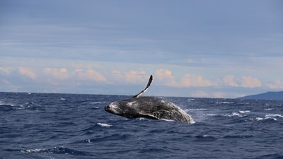 The attack by the killer whale went on for two hours. (unsplash) The attack by the killer whale went on for two hours. (unsplash)