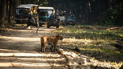 Tiger spotting in the wild is a surreal bucket list moment. (Unsplash) Tiger spotting in the wild is a surreal bucket list moment. (Unsplash)