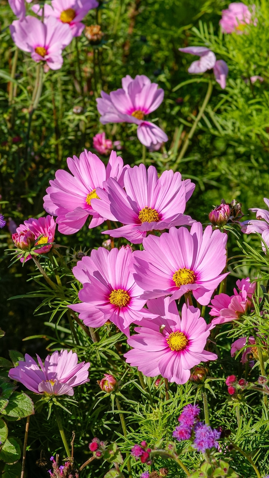 cosmos