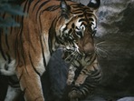 Tiger_Day_3 Tiger_Day_3