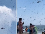 Hundreds of large dragonflies descend on Rhode Island beach (@CollinRugg/X) Hundreds of large dragonflies descend on Rhode Island beach (@CollinRugg/X)