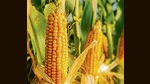 A sum of <span class='webrupee'>₹</span>289 crore has been sanctioned for the crop diversification plan for which the state will contribute 40% and the Centre 60%. A sum of <span class='webrupee'>₹</span>289 crore has been sanctioned for the crop diversification plan for which the state will contribute 40% and the Centre 60%.