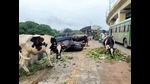 Back in 1983, two sites at Mundhwa – Keshav Nagar were identified for cattle sheds with 171 plots at one site and 422 plots at the other site. (MAHENDRA KOLHE/ HT PHOTO) Back in 1983, two sites at Mundhwa – Keshav Nagar were identified for cattle sheds with 171 plots at one site and 422 plots at the other site. (MAHENDRA KOLHE/ HT PHOTO)
