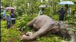 Carcass of the wild elephant that died at a coffee estate in Kodagu, Karnataka. (PTI) Carcass of the wild elephant that died at a coffee estate in Kodagu, Karnataka. (PTI)