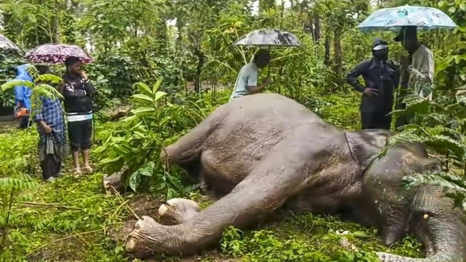 20-year-old Makna elephant found dead; forest dept says starvation likely cause