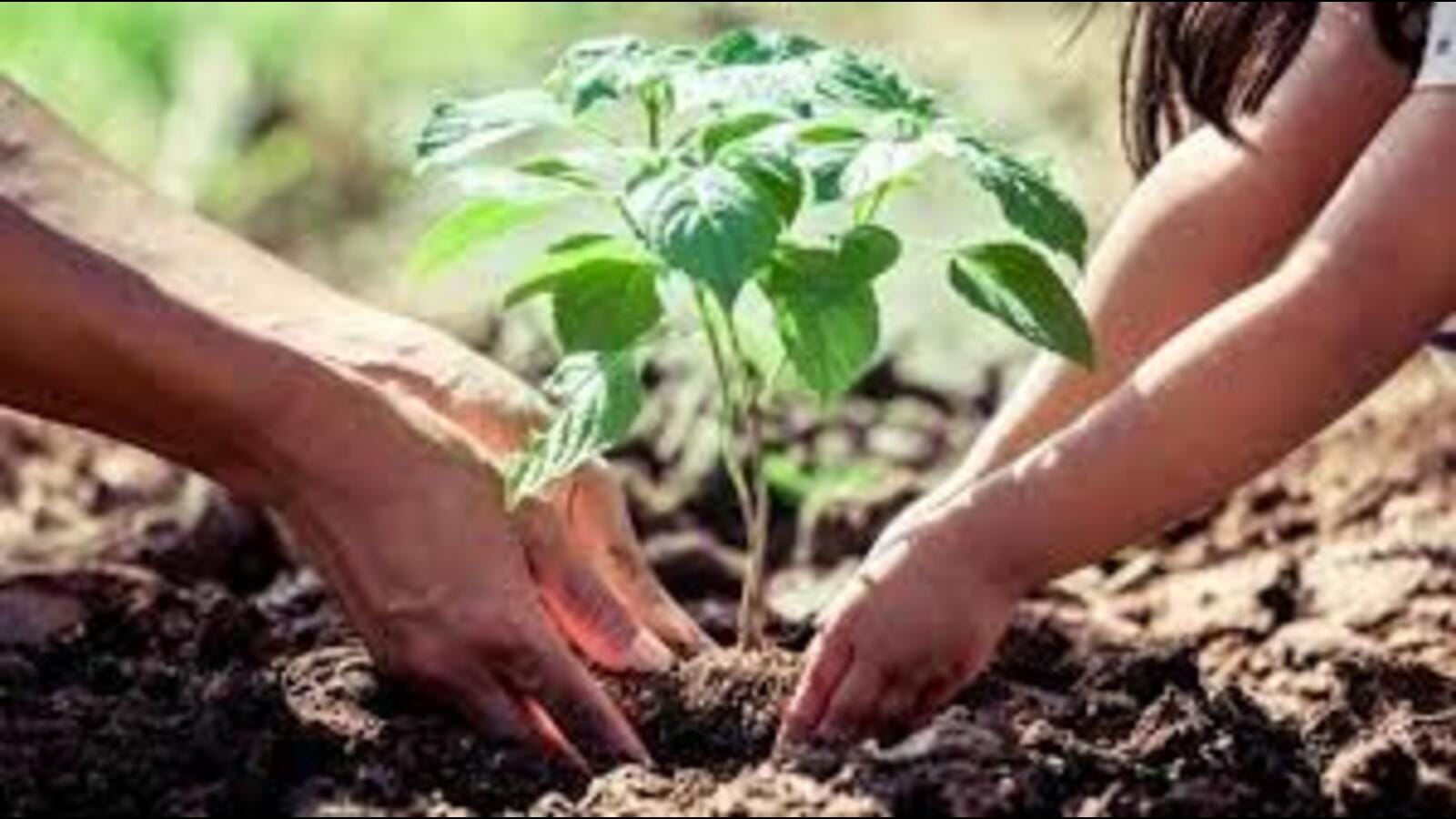 Low rain: Upkeep of saplings in Saumitra Van along Kukrail riverfront a daunting task