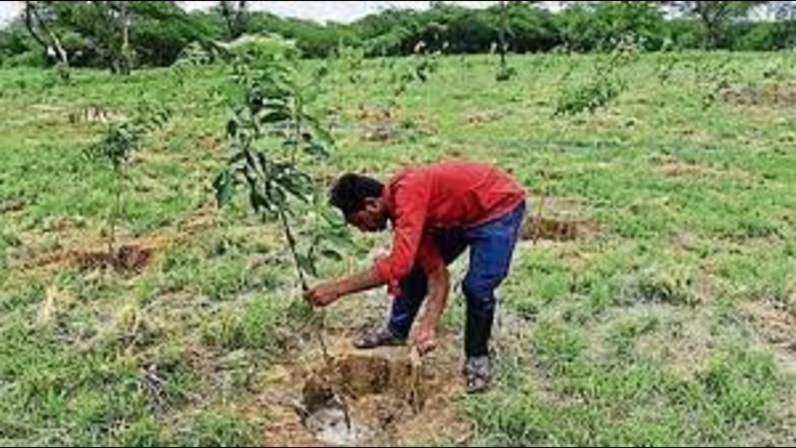 Rain deficit raises survival concern for UP’s plantation drive