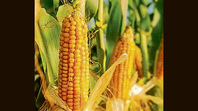 A sum of ₹289 crore has been sanctioned for the crop diversification plan for which the state will contribute 40% and the Centre 60%. A sum of ₹289 crore has been sanctioned for the crop diversification plan for which the state will contribute 40% and the Centre 60%.