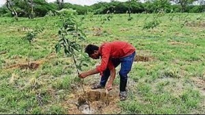 The forest department has identified pockets with poor rainfall and contacted various other department to ensure water is provided to the planted saplings. (Pic for representation)