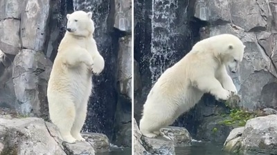 Polar bear at Alaska Zoo gives off Olympic vibe with adorable dive into pool (@alaskazoo/TikTok) Polar bear at Alaska Zoo gives off Olympic vibe with adorable dive into pool (@alaskazoo/TikTok)