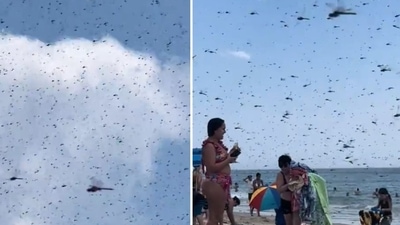 Hundreds of large dragonflies descend on Rhode Island beach (@CollinRugg/X) Hundreds of large dragonflies descend on Rhode Island beach (@CollinRugg/X)
