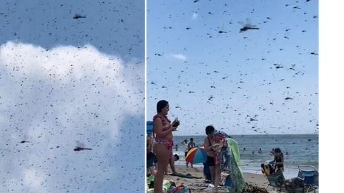 Hundreds of large dragonflies descend on Rhode Island beach (@CollinRugg/X) Hundreds of large dragonflies descend on Rhode Island beach (@CollinRugg/X)