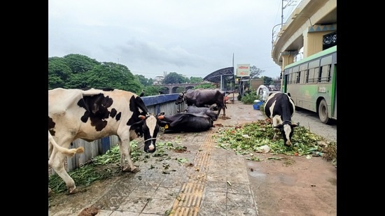 Back in 1983, two sites at Mundhwa – Keshav Nagar were identified for cattle sheds with 171 plots at one site and 422 plots at the other site. (MAHENDRA KOLHE/ HT PHOTO)