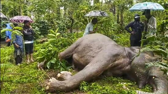 Carcass of the wild elephant that died at a coffee estate in Kodagu, Karnataka. (PTI)