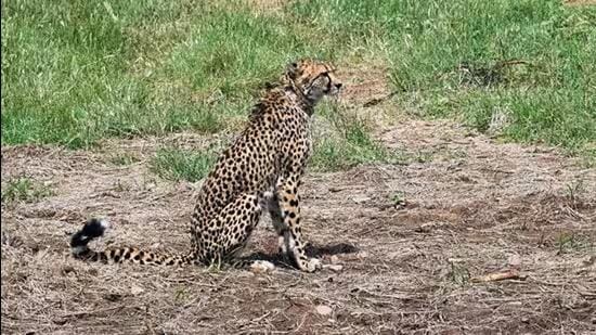 The Madhya Pradesh CM said herbivores are being shifted in the sanctuary for releasing the cheetahs soon. (Representational image)