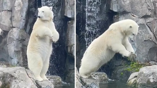 Polar bear at Alaska Zoo gives off Olympic vibe with adorable dive into pool (@alaskazoo/TikTok)