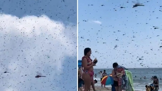 Hundreds of large dragonflies descend on Rhode Island beach, people flee  'apocalypse': Watch - Hindustan Times