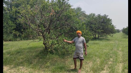 Widespread dieback incidents of kinnow orchards in Abohar have left orchardists and farm experts worried about the future of Punjab’s “king fruit” in the horticulture hub of the state. (Sanjeev Kumar/HT)