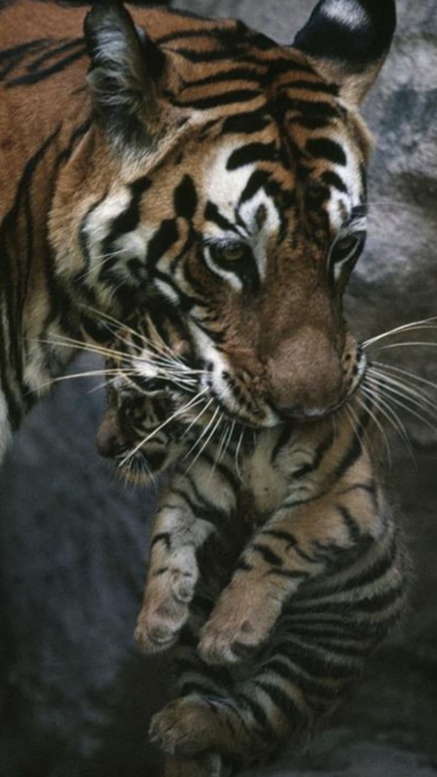 Tiger_Day_3