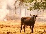 A cow stands on an unburned portion of a burning property in the Paynes Creek area of unincorporated Tehama County, California, on July 27, 2024. (Photo by JOSH EDELSON / AFP) A cow stands on an unburned portion of a burning property in the Paynes Creek area of unincorporated Tehama County, California, on July 27, 2024. (Photo by JOSH EDELSON / AFP)