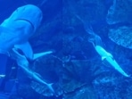 Dubai: Shark is giving birth to a baby at a mall. (Instagram/@dubaiaquarium) Dubai: Shark is giving birth to a baby at a mall. (Instagram/@dubaiaquarium)