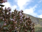 neelakurinji_1688640910744