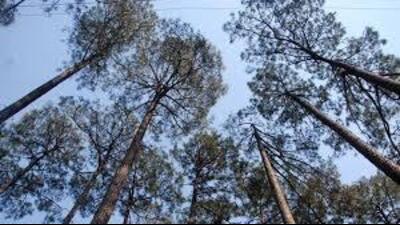The committee alleged that nearly 7,392 fully grown trees and about 20,000 mid-sized trees, including shrubs, would be felled. They also noted that trees over a 7km stretch had already been cut down by the forest department in the past ten days. (HT File) The committee alleged that nearly 7,392 fully grown trees and about 20,000 mid-sized trees, including shrubs, would be felled. They also noted that trees over a 7km stretch had already been cut down by the forest department in the past ten days. (HT File)