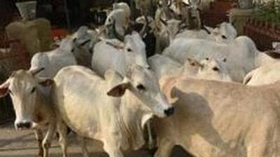 The penalty has increased for the second consecutive year after the first-time fine on cattle owners was increased from ₹2,000 to ₹5,000 in 2023. (HT) The penalty has increased for the second consecutive year after the first-time fine on cattle owners was increased from ₹2,000 to ₹5,000 in 2023. (HT)