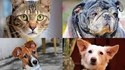 The petitioner had also referred to Animal Birth Control Rules as per which the local authority is obligated to install incinerators for the disposal of organs and carcasses. (HT File Photo for representation)