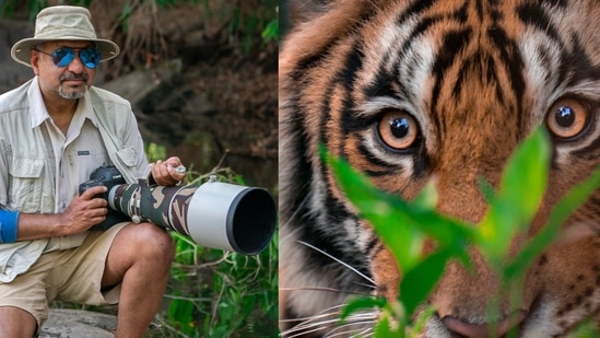 Manish Kalani, 55, spent eight years documenting Machhli's family tree in Ranthambore