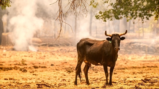 A cow stands on an unburned portion of a burning property in the Paynes Creek area of unincorporated Tehama County, California, on July 27, 2024. (Photo by JOSH EDELSON / AFP)(AFP)